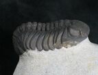 Very Detailed Phacops Trilobite #7815-3